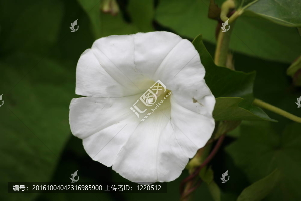 白色的矮牽牛