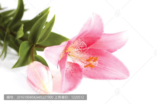 粉色的百合