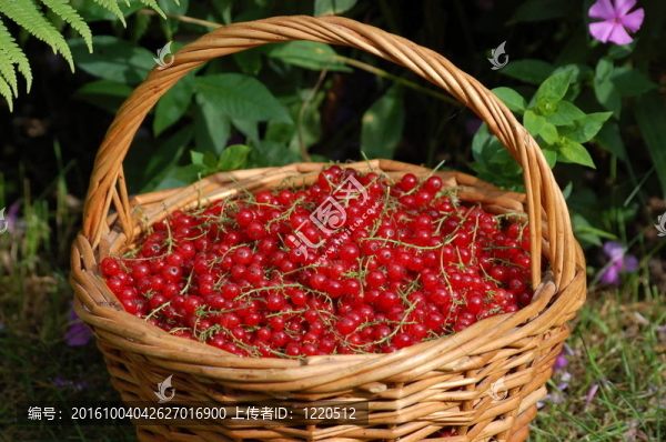 一個(gè)紅色的currant2籃