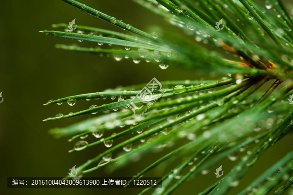 露珠的松針