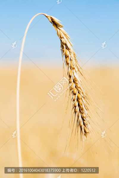 一個成熟的黃金小麥穗
