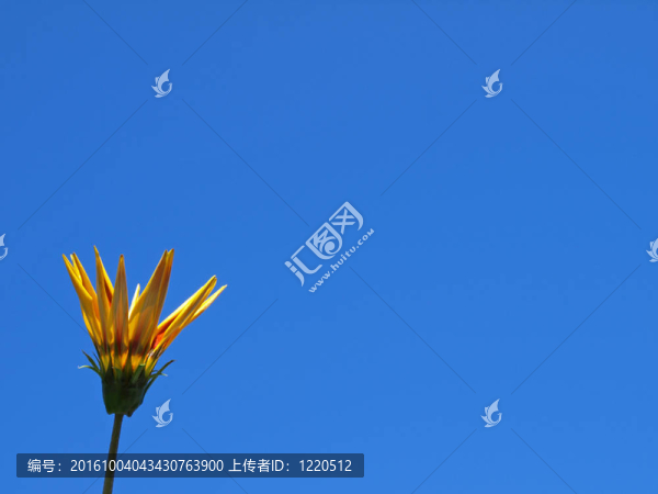 單菊花左