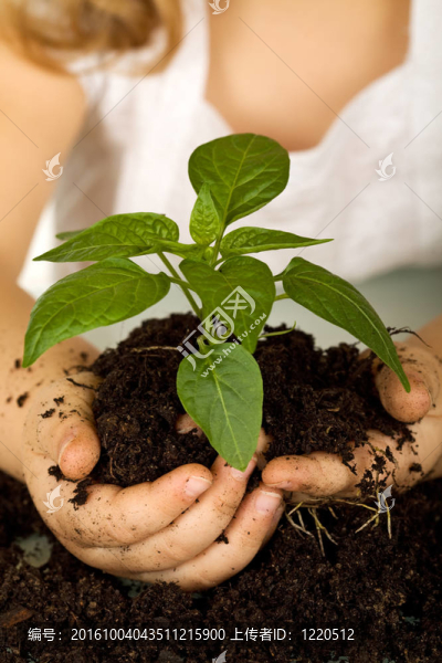 孩子手中握著一個(gè)新的植物在土壤里