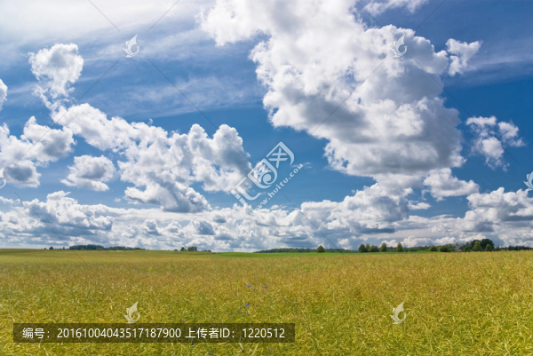 油菜田