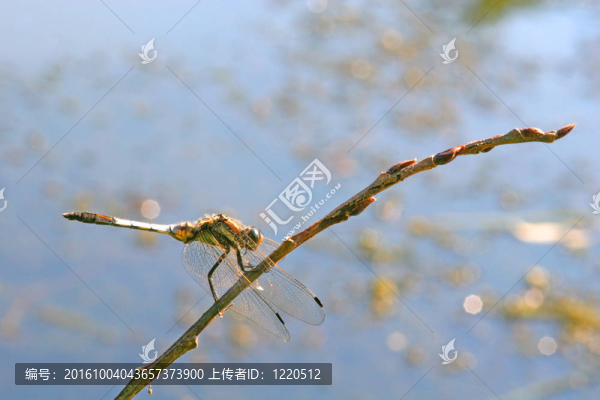 蜻蜓
