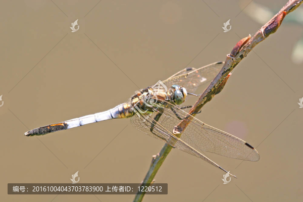 蜻蜓