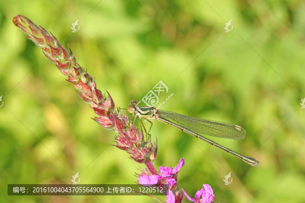 蜻蜓