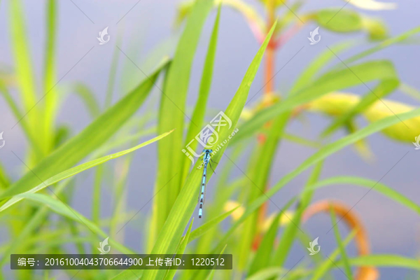 蜻蜓