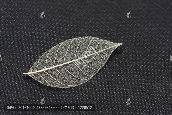 葉的骨架