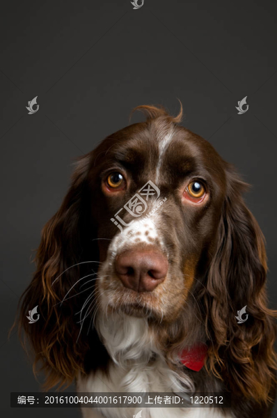 史賓格犬
