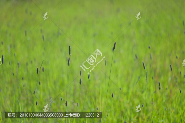 有青草和耳朵的綠色田野
