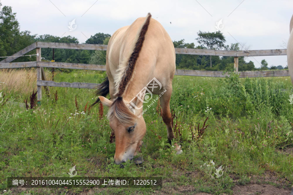 挪威峽灣馬