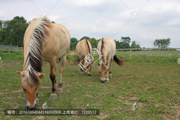 挪威峽灣馬