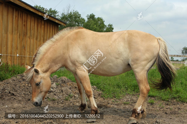 挪威峽灣馬