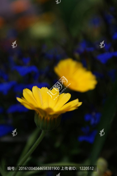 金盞花