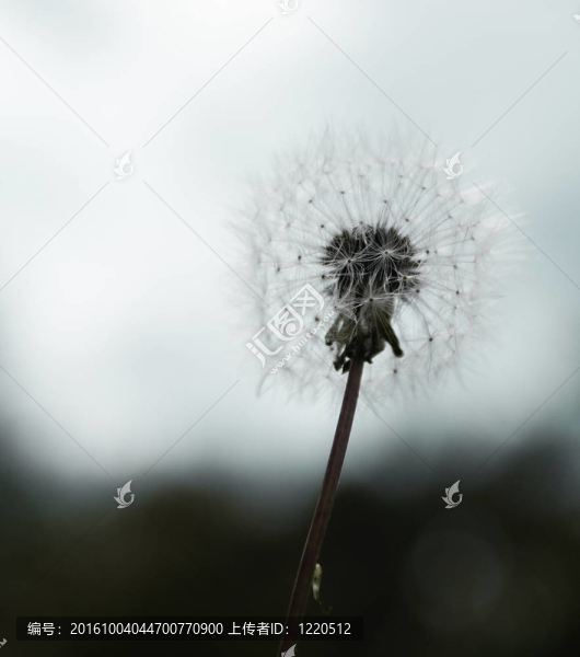 蒲公英