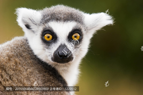 環(huán)尾狐猴
