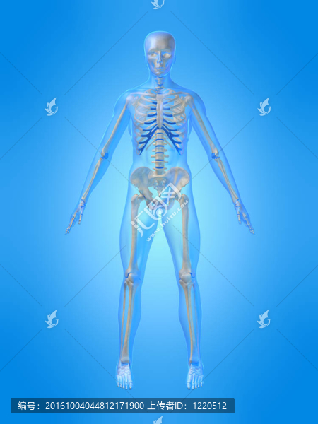 人類的骨骼