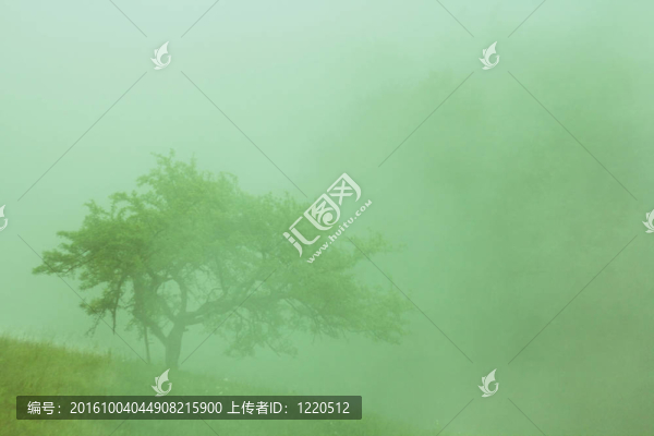 霧中的樹