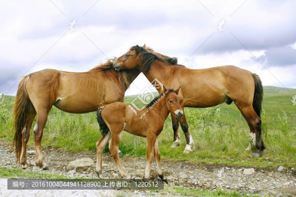 Horses的家人