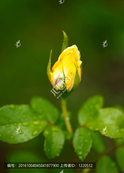 黃色的玫瑰花蕾