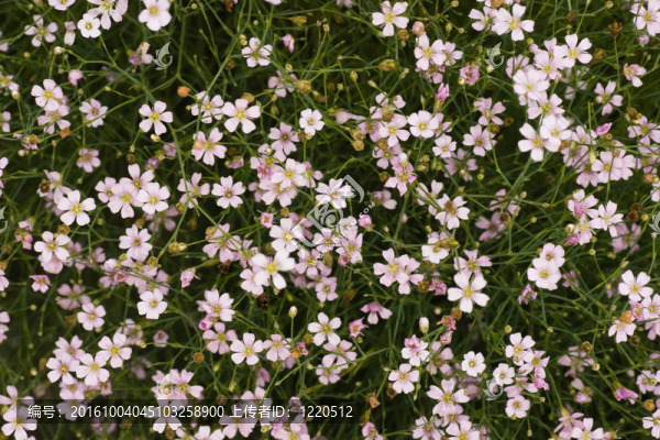 小小的粉紅色的花很多gypsophyla