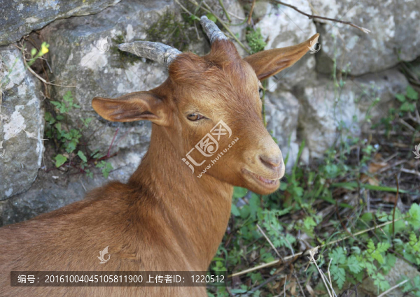 山羊