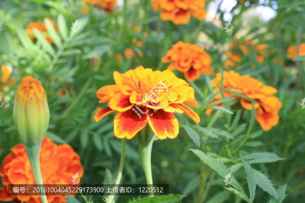 萬壽菊