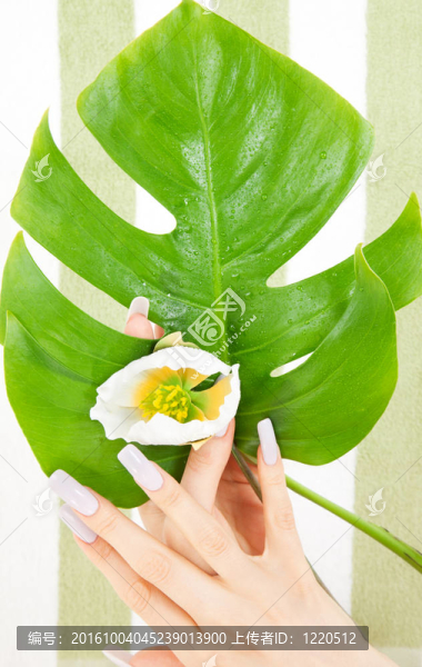 女性手與綠葉和花