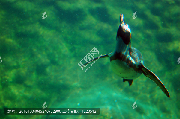 黑腳企鵝跳水
