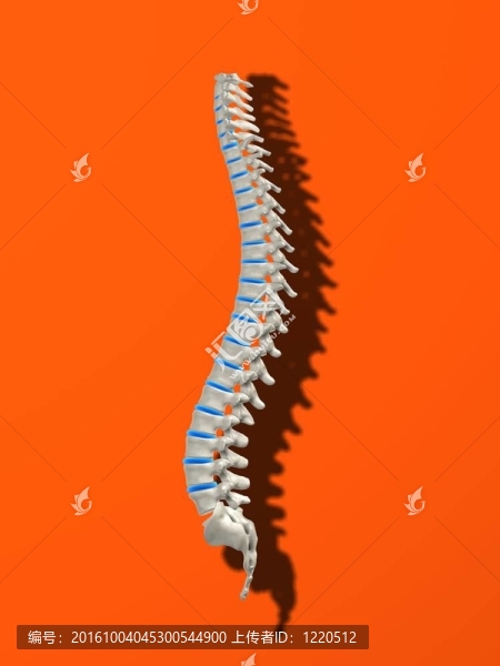 脊柱