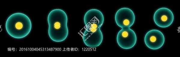 細(xì)胞分裂