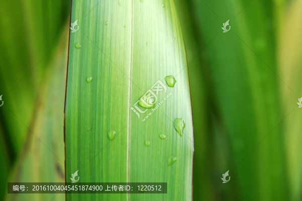 植物上的水滴