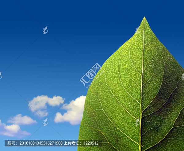多云天空上的綠葉