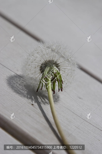 死去的蒲公英