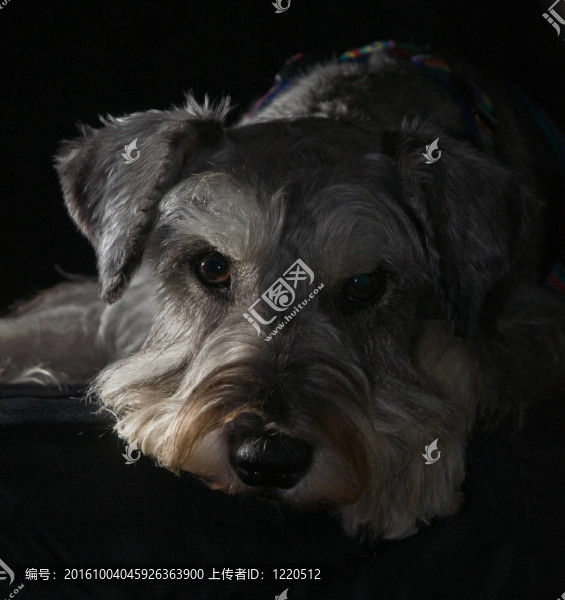 迷你雪納瑞犬低調(diào)人像