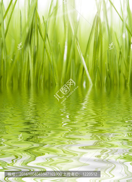 綠色的草