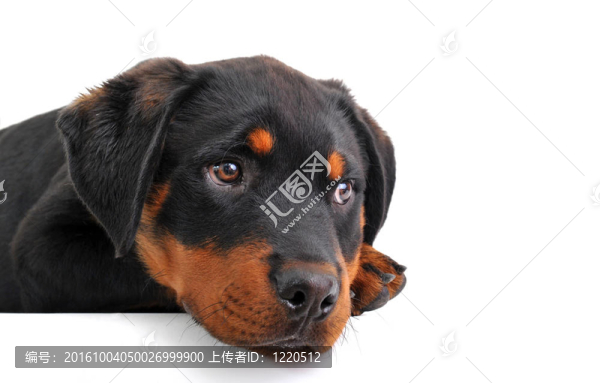 小狗的羅特韋爾犬