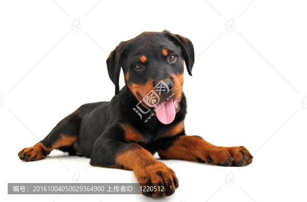 小狗的羅特韋爾犬