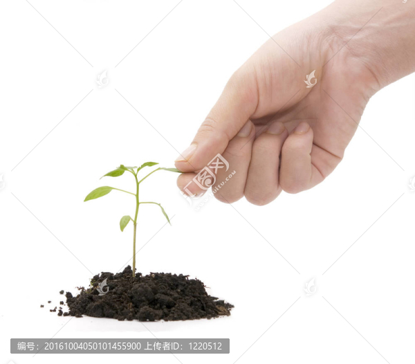 植物