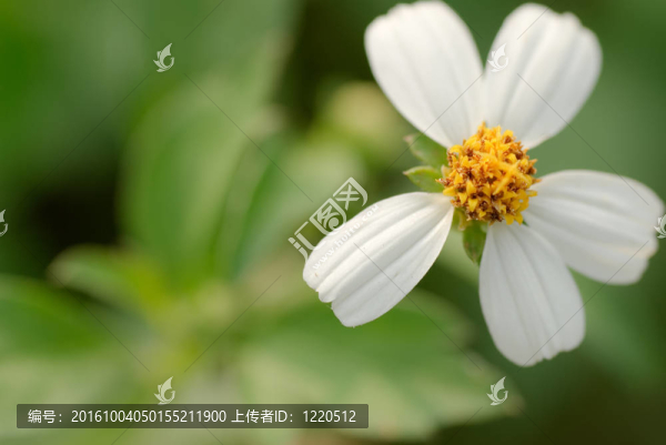 小花鬼針草