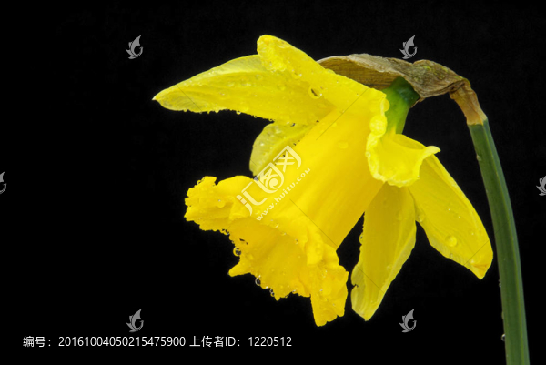 黑01朵水仙花