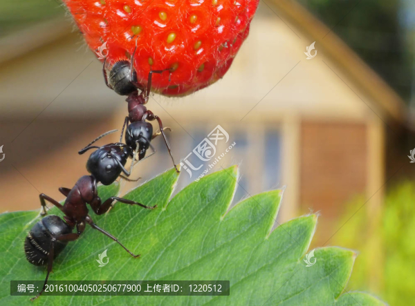 甜蜜的夏天