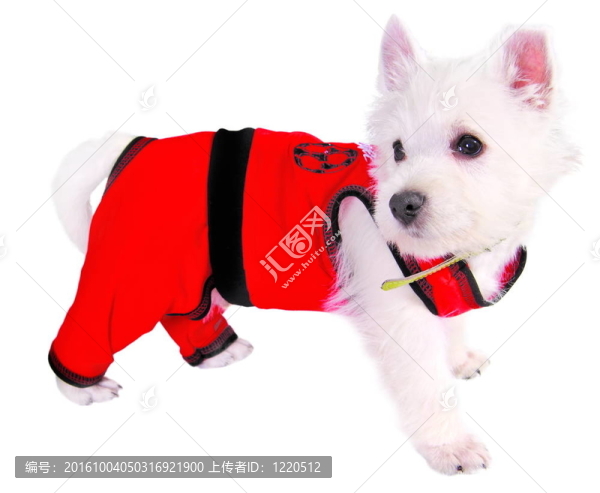 穿紅衣服的狗