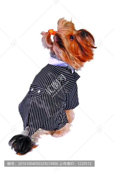 狗在吸煙