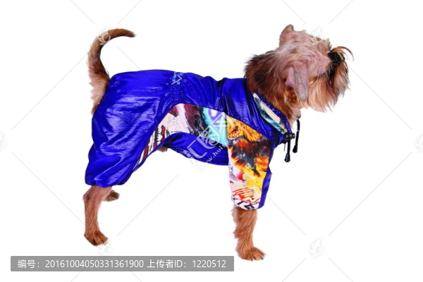 穿著藍(lán)色衣服的狗
