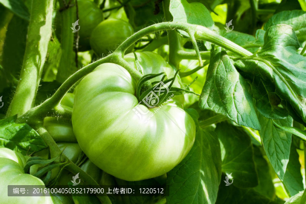綠色番茄種植