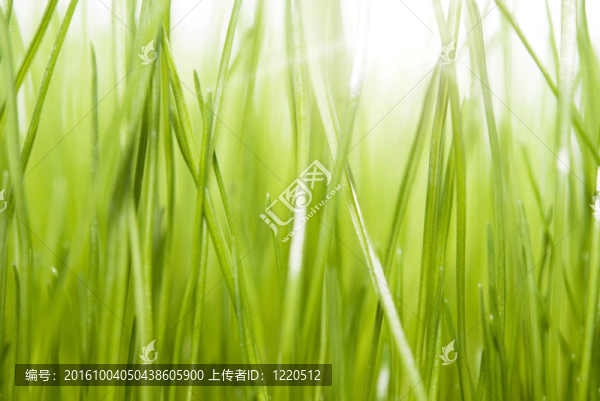 綠色的草