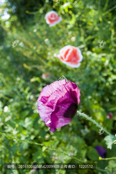 Poppy,Flower在花園里生長(zhǎng)