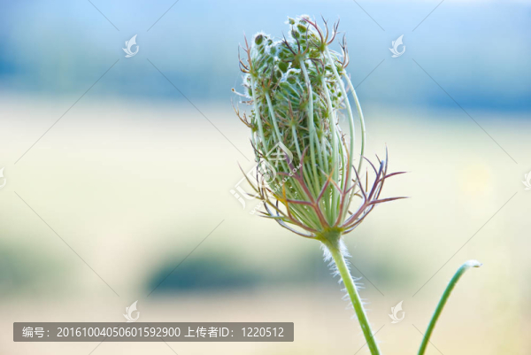 夏天的植物